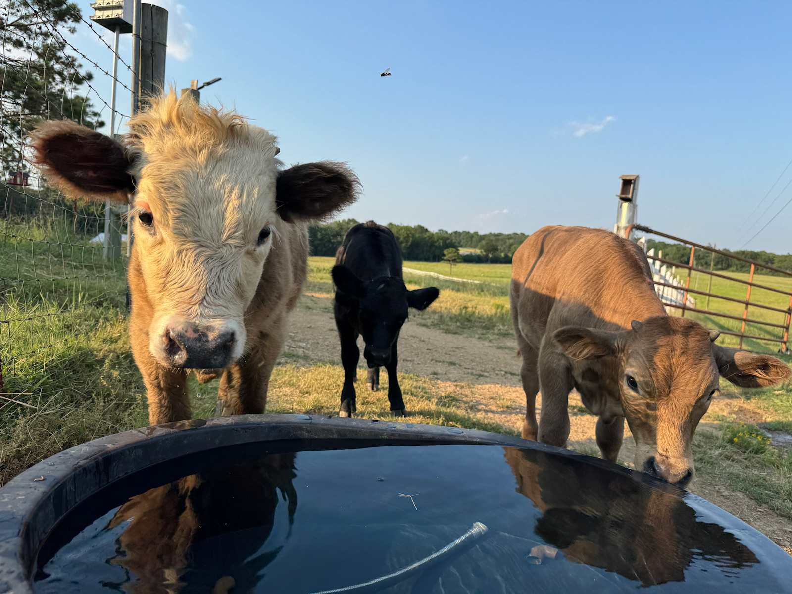 Lost Creek Farm - Knoxville, Arkansas - glamping.directory