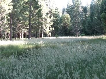 Charming Cabin for Sierra Nevada Getaways - Nevada City, California - glamping.directory