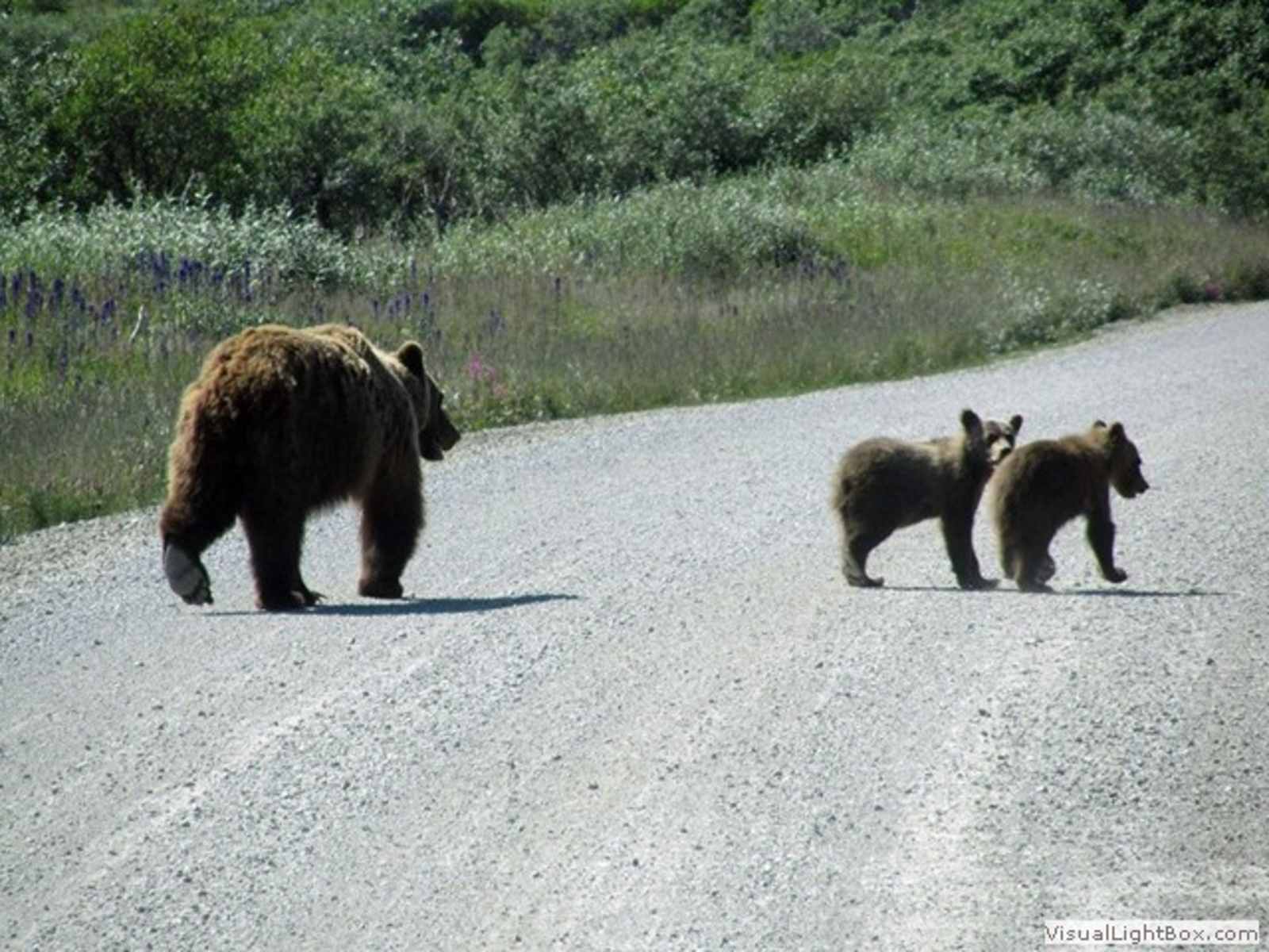 Denali Rainbow Village & RV Park - Denali Park, Alaska - glamping.directory