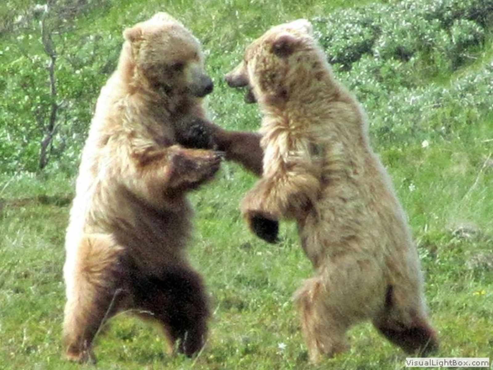 Denali Rainbow Village & RV Park - Denali Park, Alaska - glamping.directory