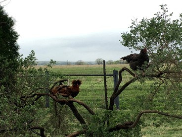 Countryside Cabin Getaway on Picturesque Ranch near San Antonio, Texas - Floresville, Texas - glamping.directory