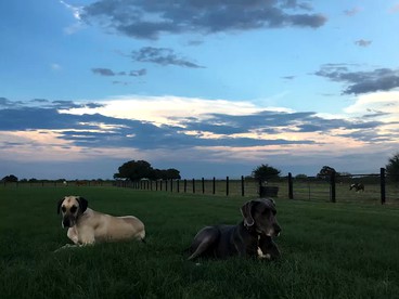 Countryside Cabin Getaway on Picturesque Ranch near San Antonio, Texas - Floresville, Texas - glamping.directory