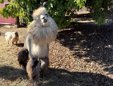 Pet Friendly Breathtaking Cottage with Great Views and Hot-tub in Rainbow, California - Fallbrook, California - glamping.directory