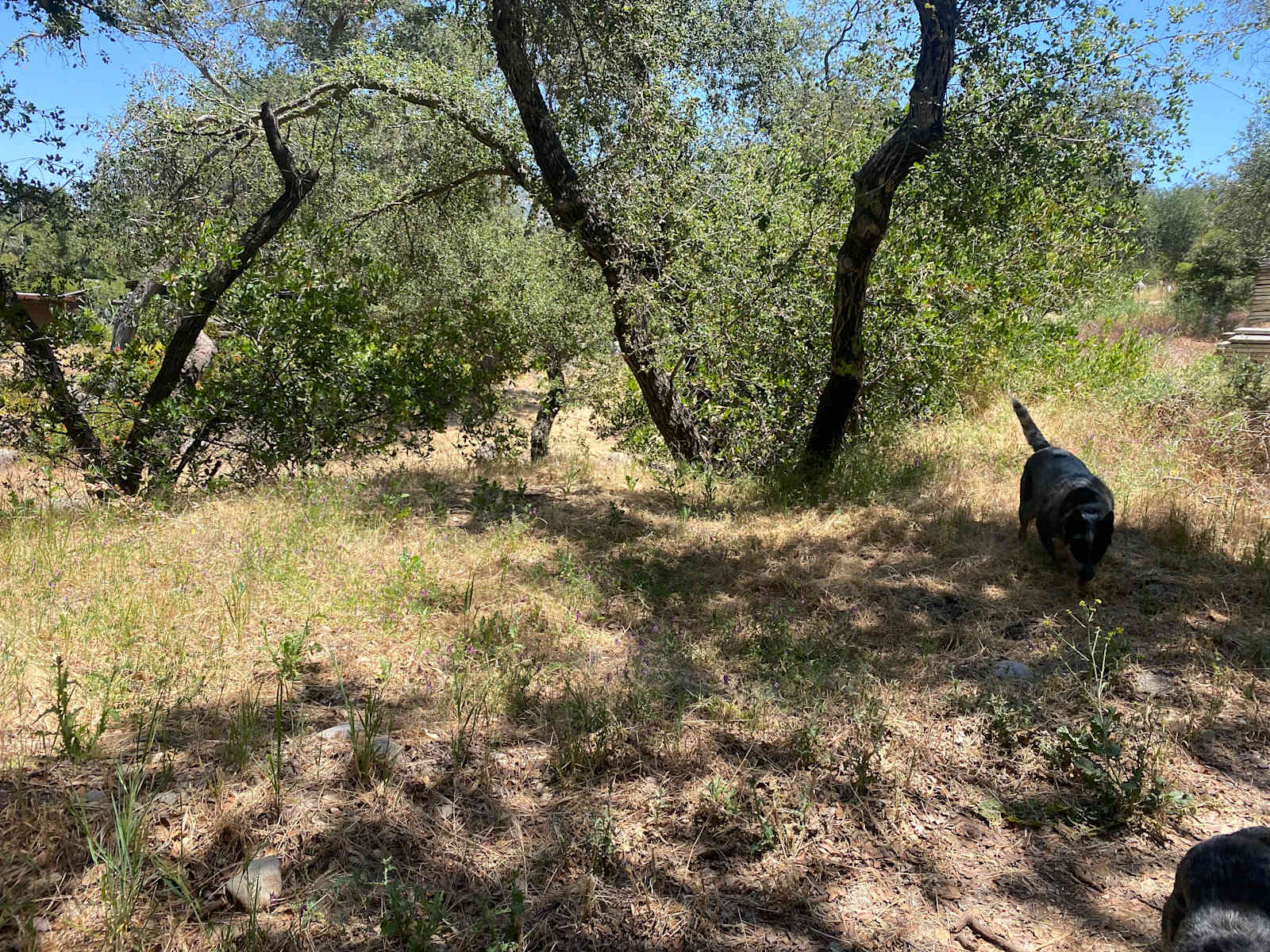 Old well ranch - Jamul, California - glamping.directory