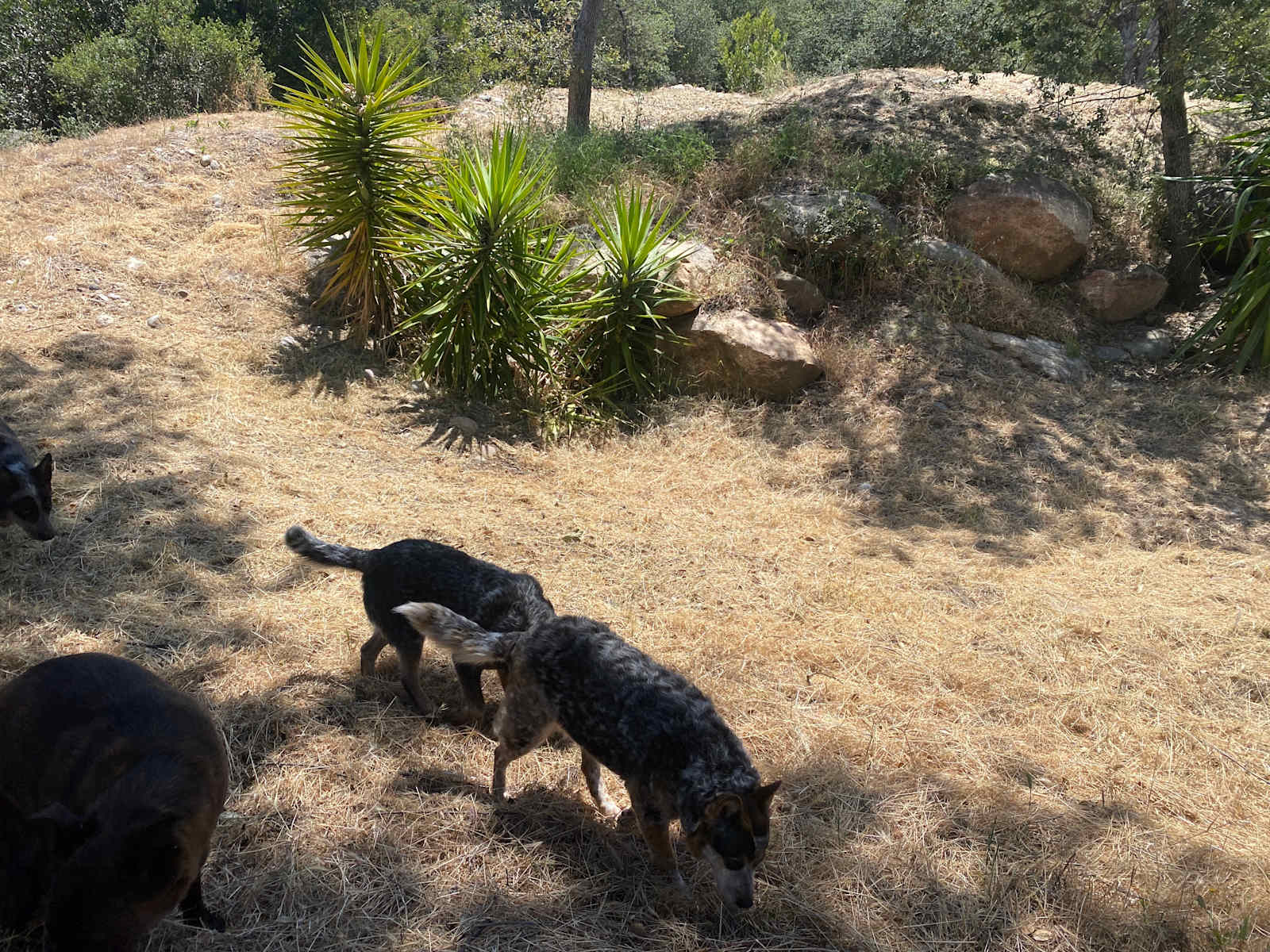 Old well ranch - Jamul, California - glamping.directory