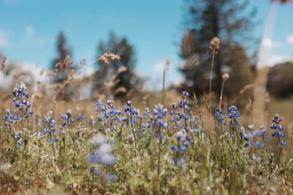 Secluded and Rustic Three Bedroom Cabin with Wood Burning Stove, Perfect for a Glamping Retreat in the Sequoias - Dunlap, California - glamping.directory