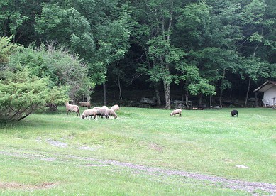 Gorgeous Tent Accommodation for Two Guests near Jeffersonville, New York - Jeffersonville, New York - glamping.directory