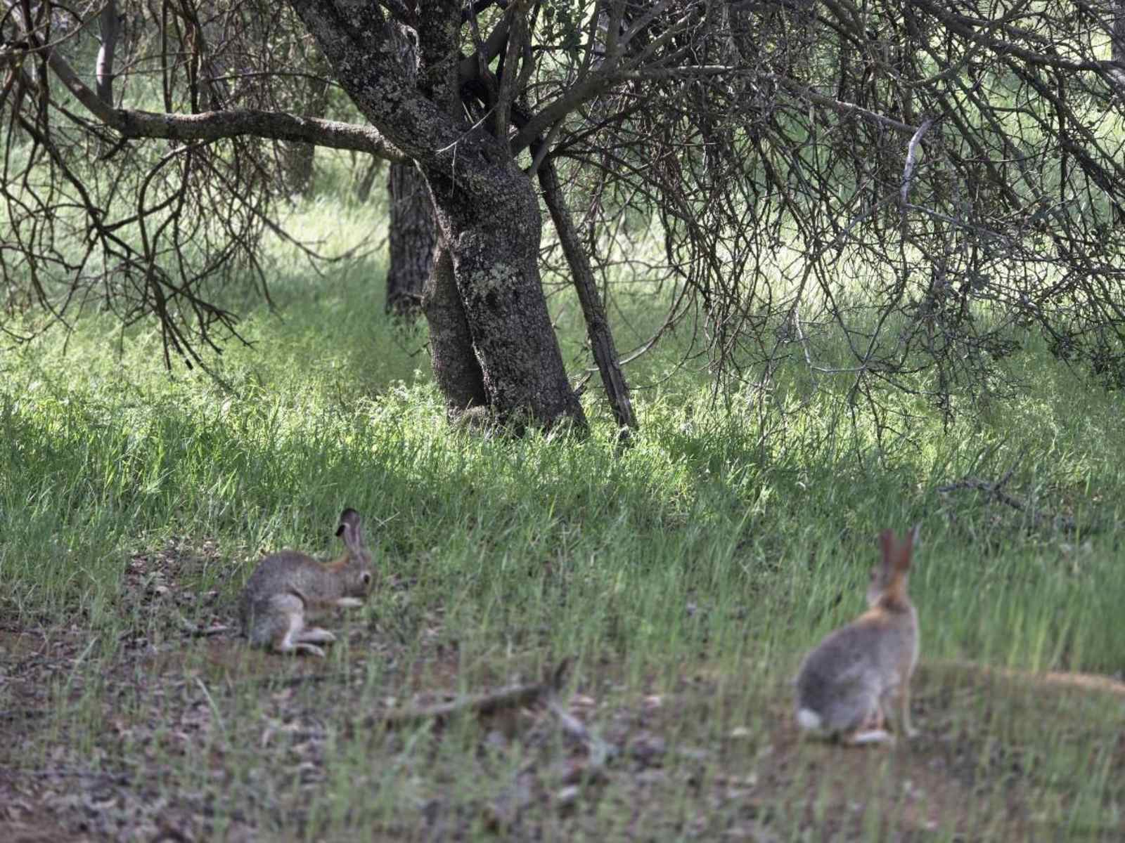40min to Pinn/Song of the Ancients - Paicines, California - glamping.directory