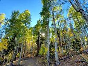 Spacious Cabin For Large Groups Located in the Charming Sky High Ranch in California! - Bear Valley , California - glamping.directory