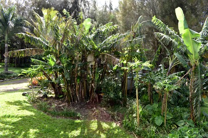 Unique Vacation Rental with Outdoor Bath in North Kohala, Hawaii - Hawi, Hawaii - glamping.directory