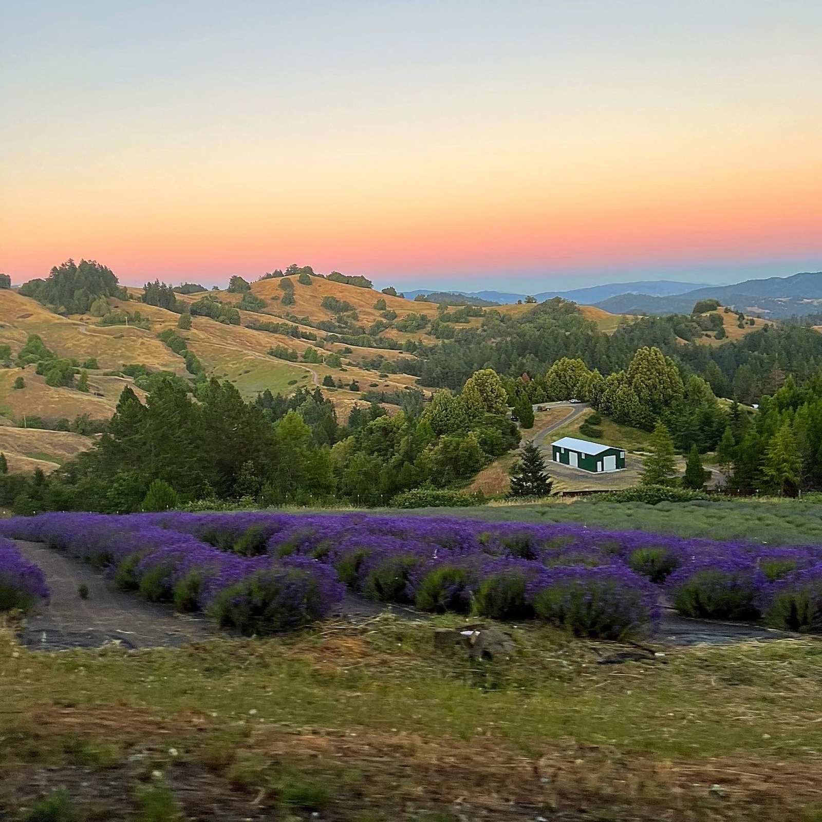 Running Springs Ranch Lavender 💜 - Ukiah, California - glamping.directory