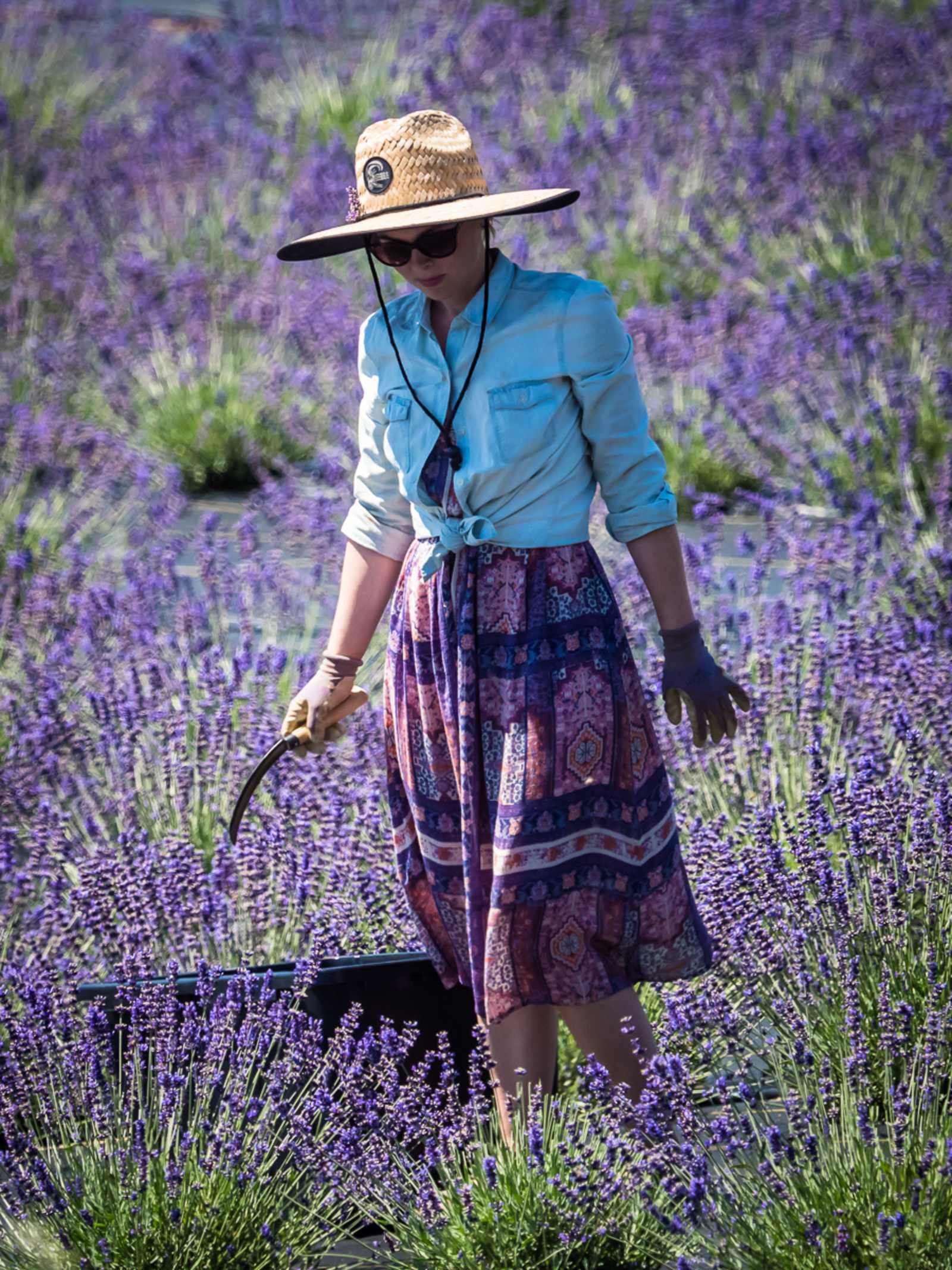 Running Springs Ranch Lavender 💜 - Ukiah, California - glamping.directory