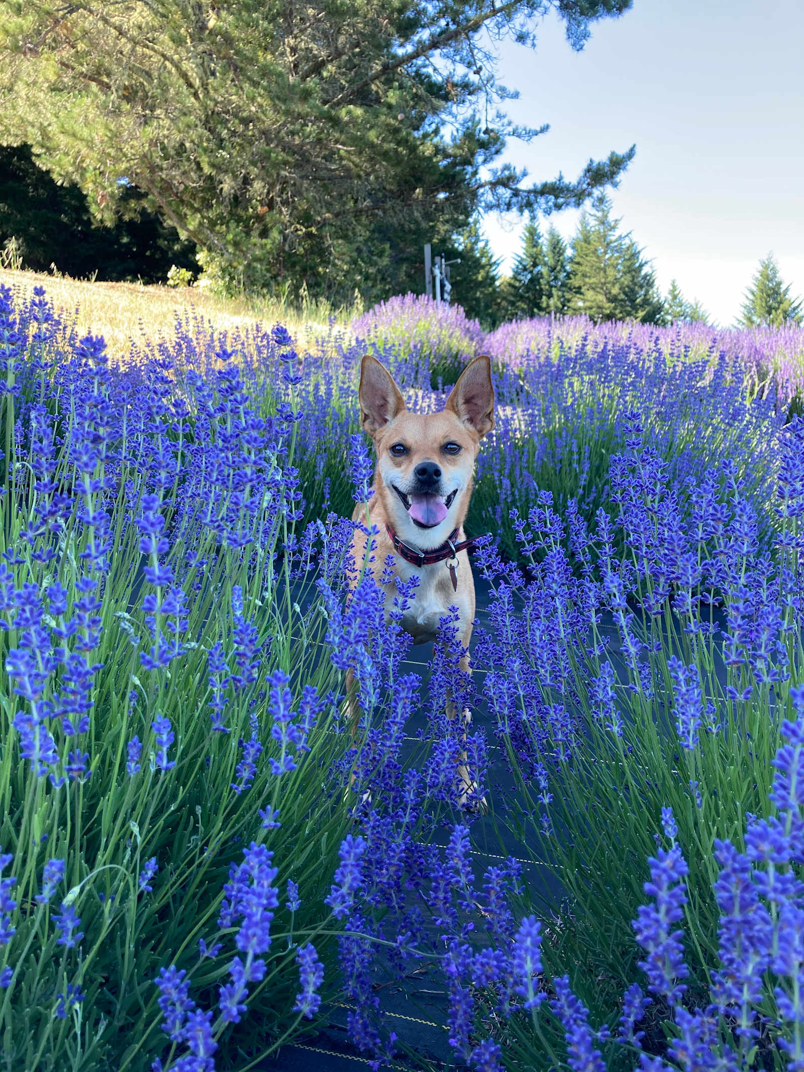 Running Springs Ranch Lavender 💜 - Ukiah, California - glamping.directory