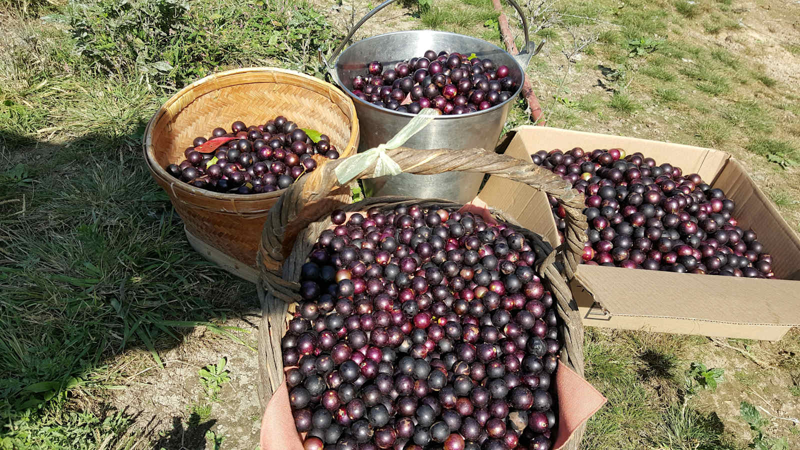 Summer Berry Farm - Marshall, Arkansas - glamping.directory