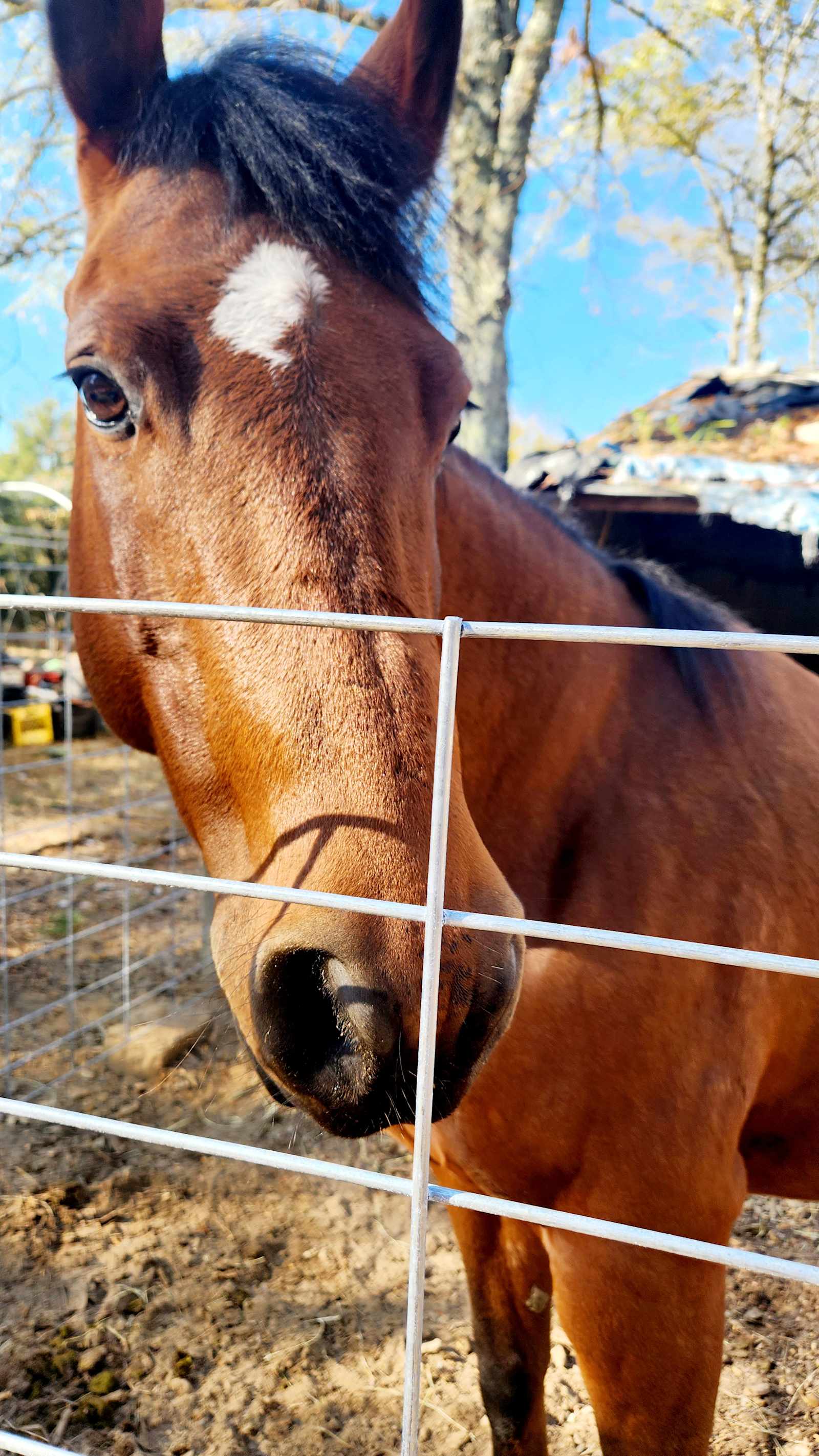 Barnyard Camping Experience - glamping.directory