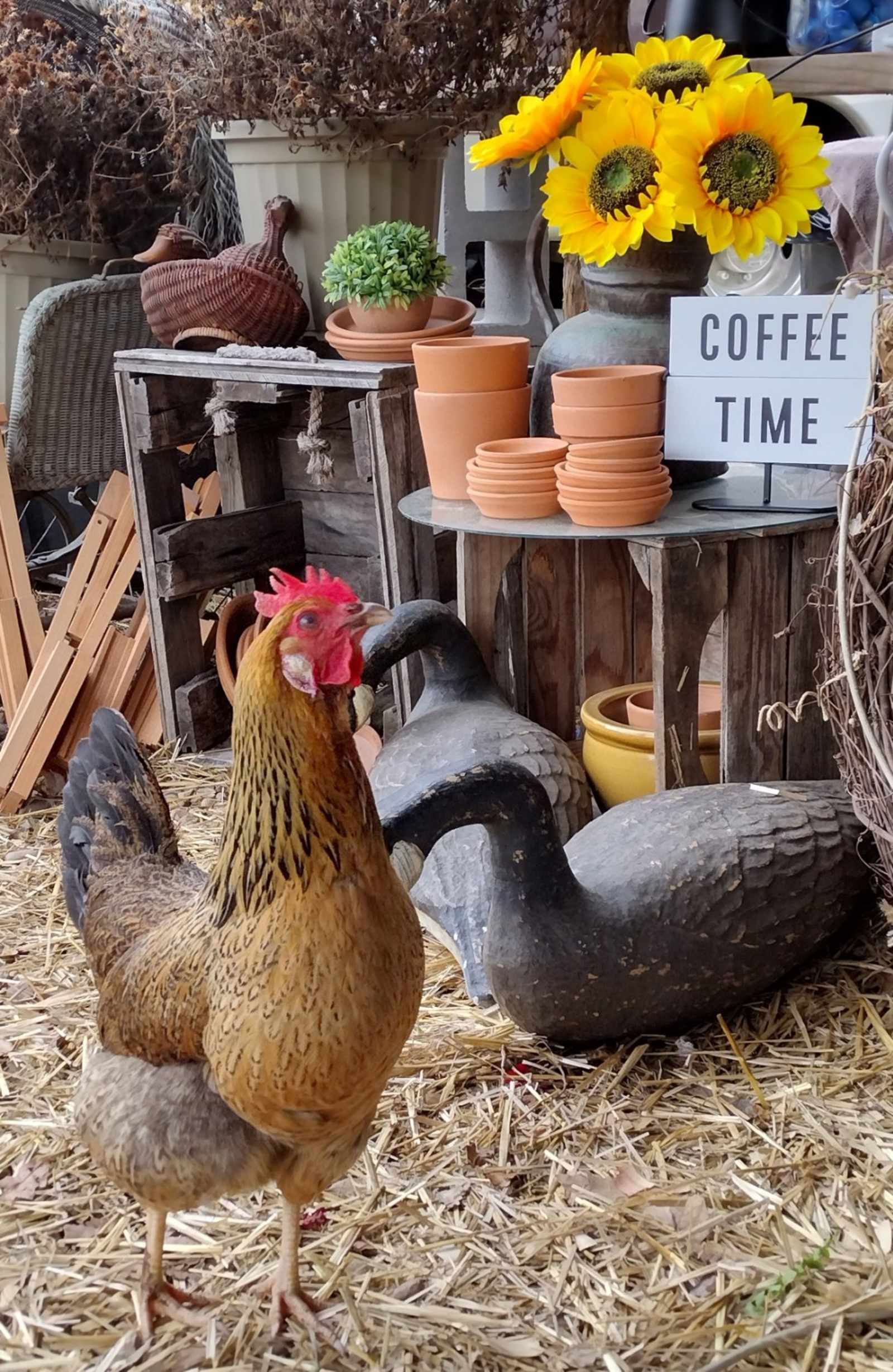 Barnyard Camping Experience - Hattieville, Arkansas - glamping.directory