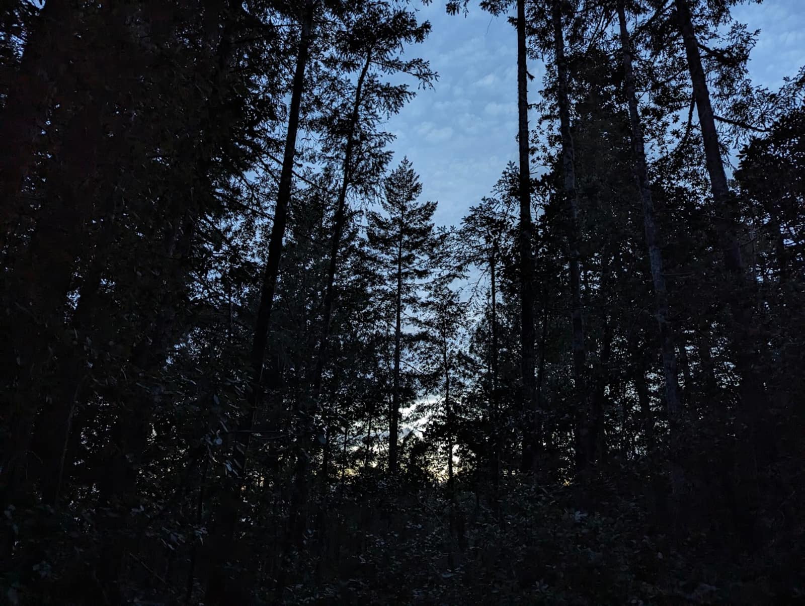 Larkspurs Hollow - Camp & Garden - Cazadero, California - glamping.directory