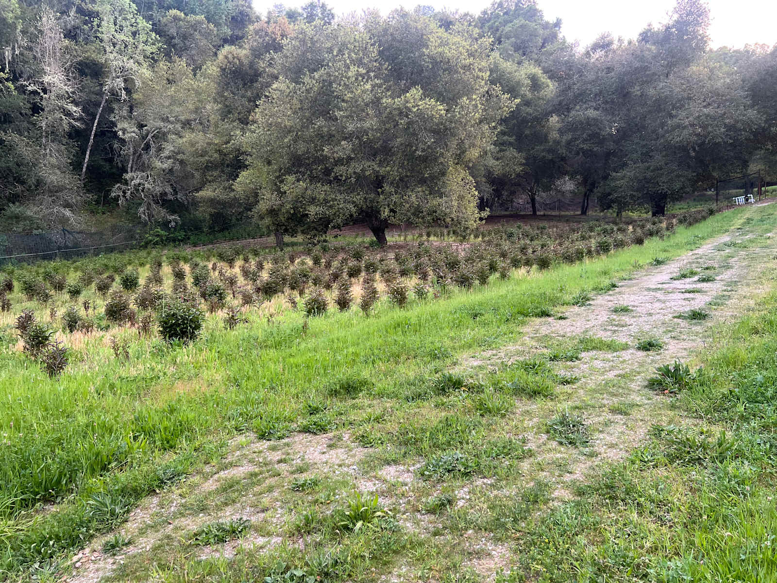 Imagine Family Farm - Templeton, California - glamping.directory