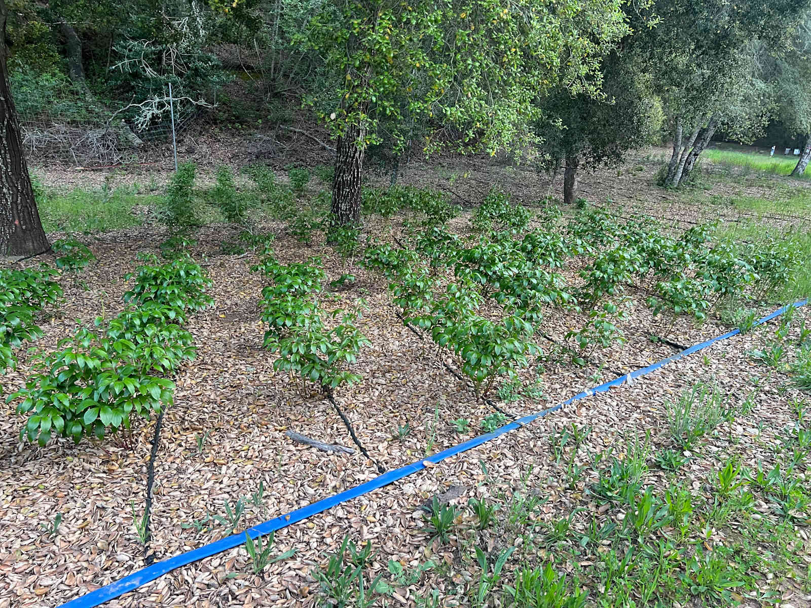 Imagine Family Farm - Templeton, California - glamping.directory