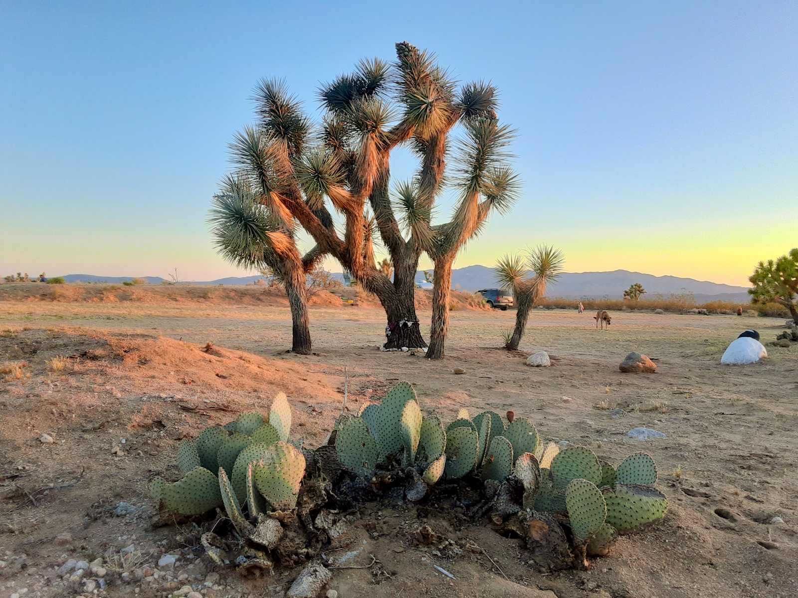 Magic in the Mojave - glamping.directory