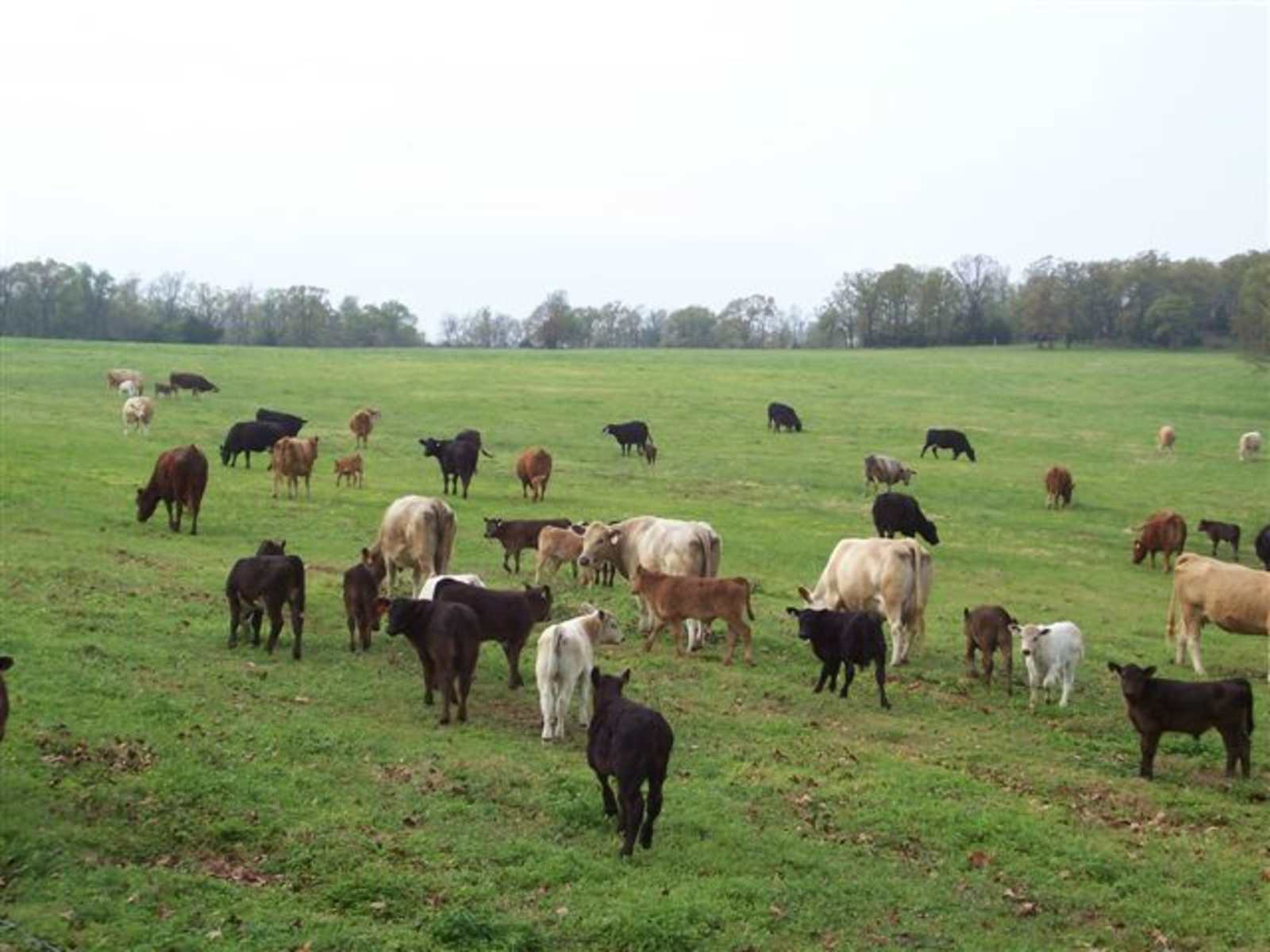 BJ Ranch - Mc Rae, Arkansas - glamping.directory