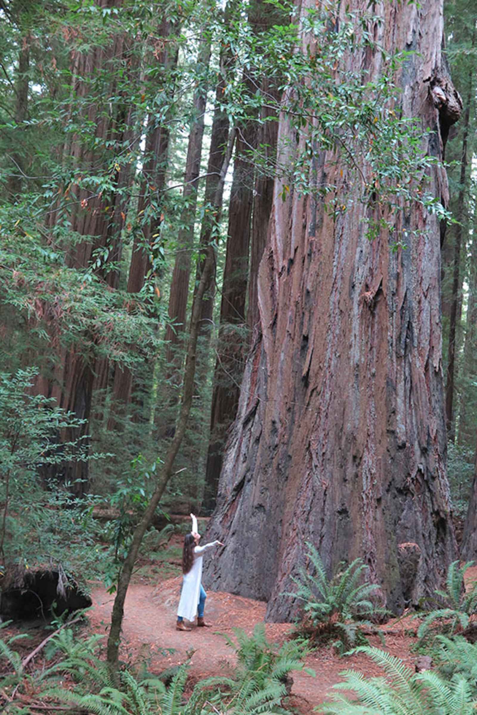 Camp Johneaux - Redway, California - glamping.directory