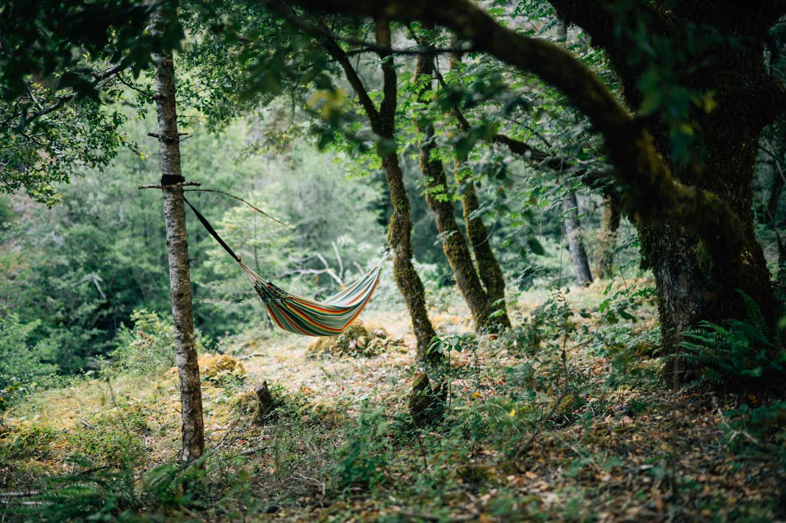 Shimmerback Ranch - Willits, California - glamping.directory