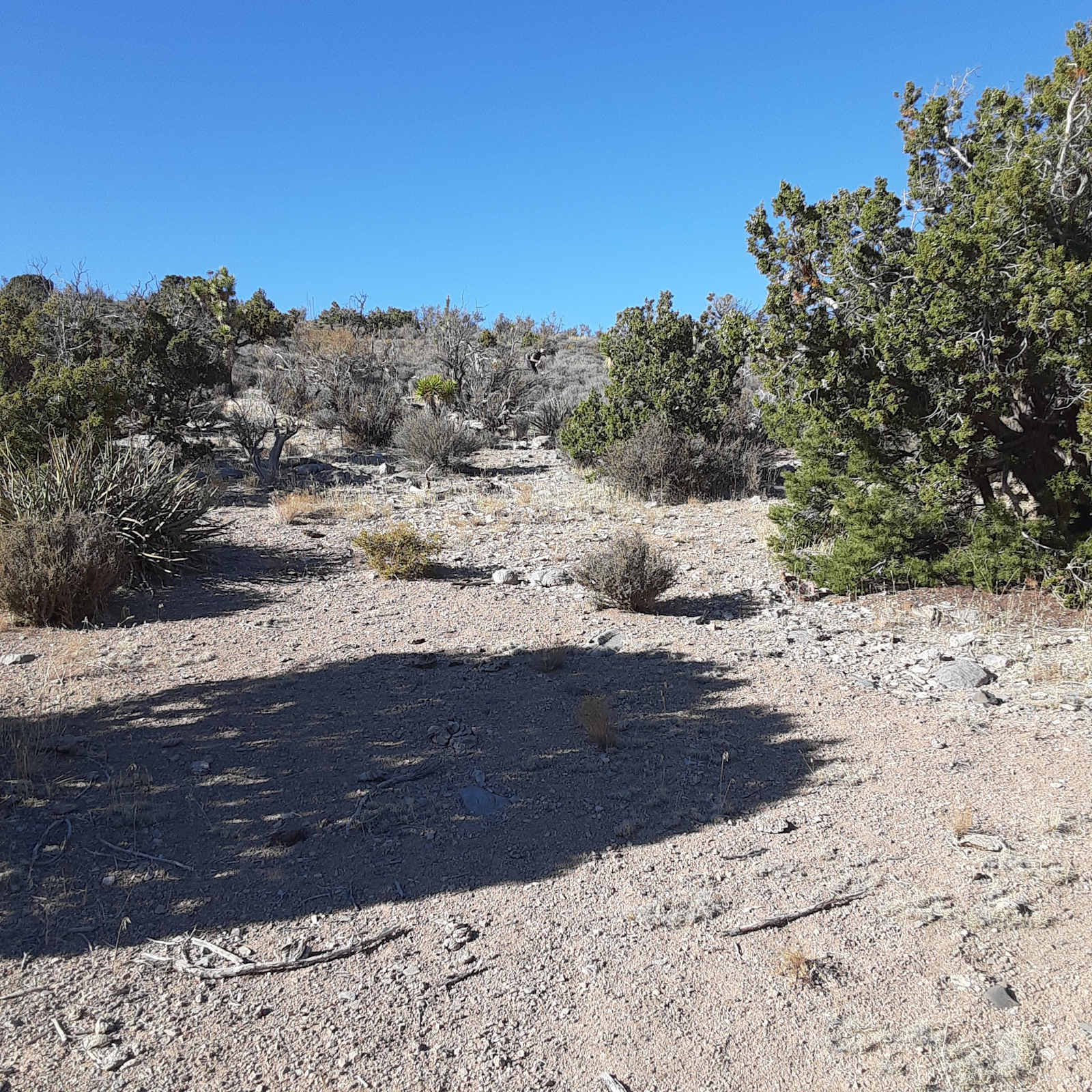 Jackalope Crossing - Meadview, Arizona - glamping.directory