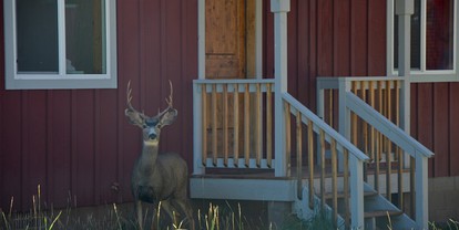 Luxury Cabin Rental on an All-Inclusive Ranch Resort near Cortez, Colorado - Mancos, Colorado - glamping.directory