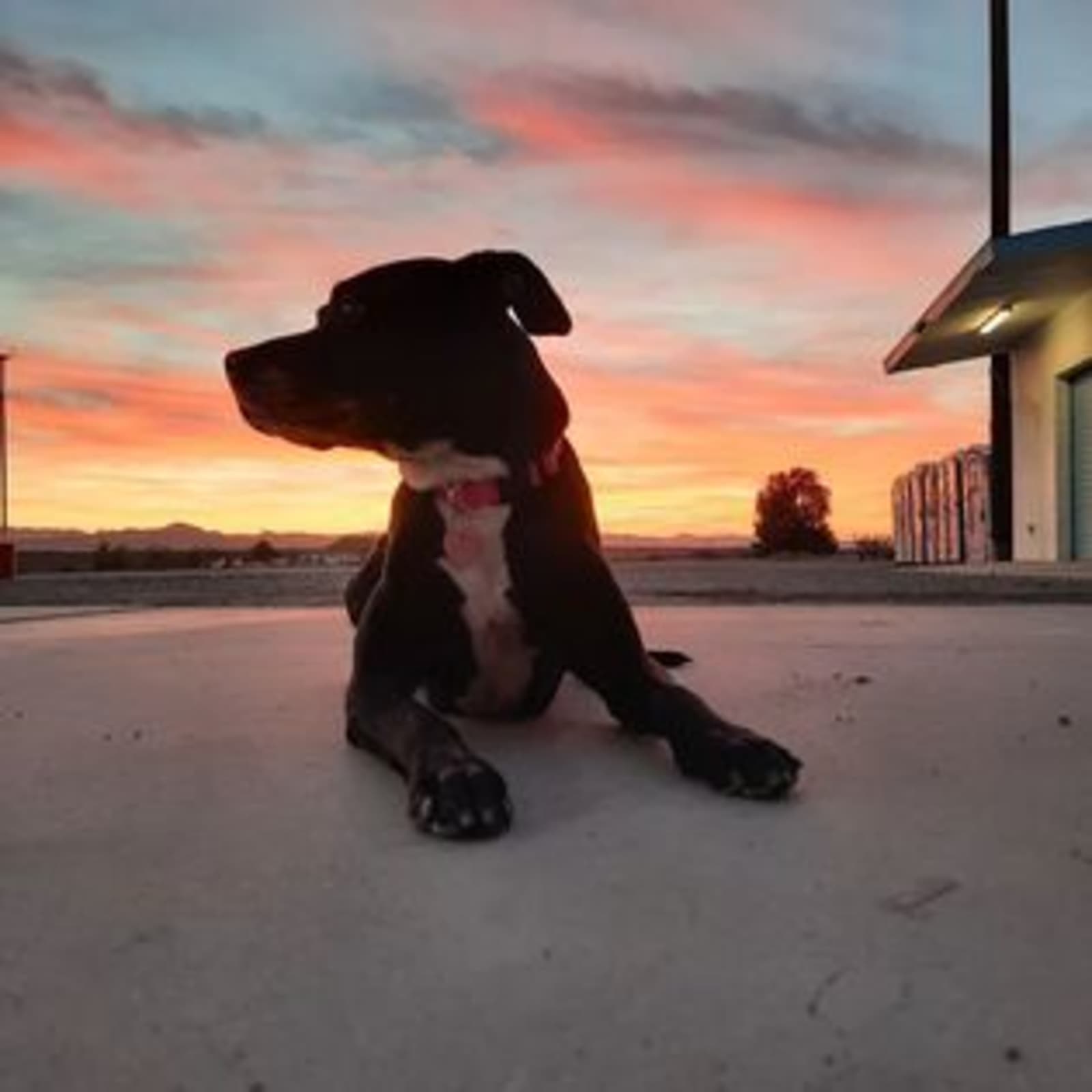 Roy's Motel & Cafe - Twentynine Palms, California - glamping.directory