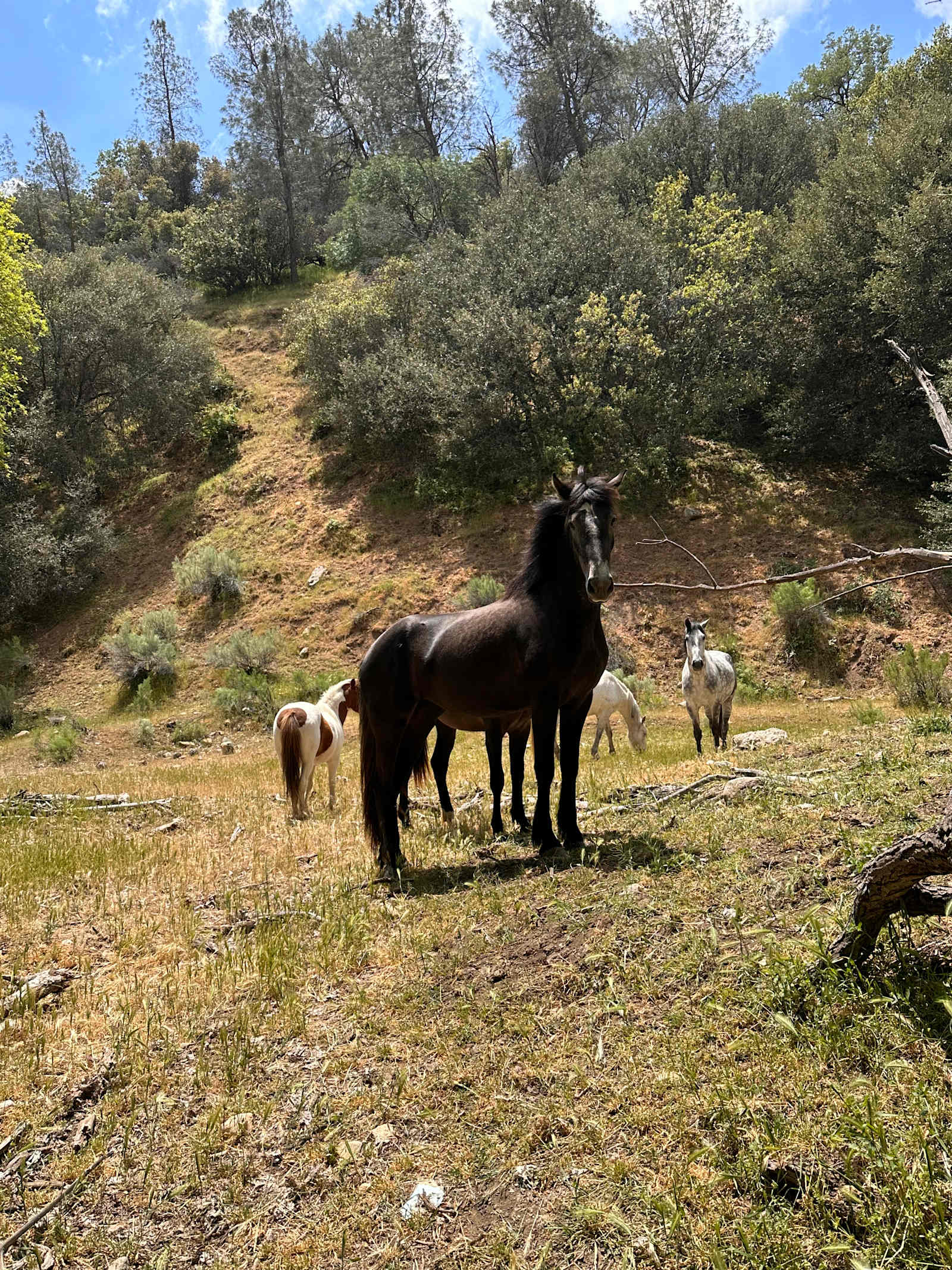 Bare All Retreat - Caliente, California - glamping.directory