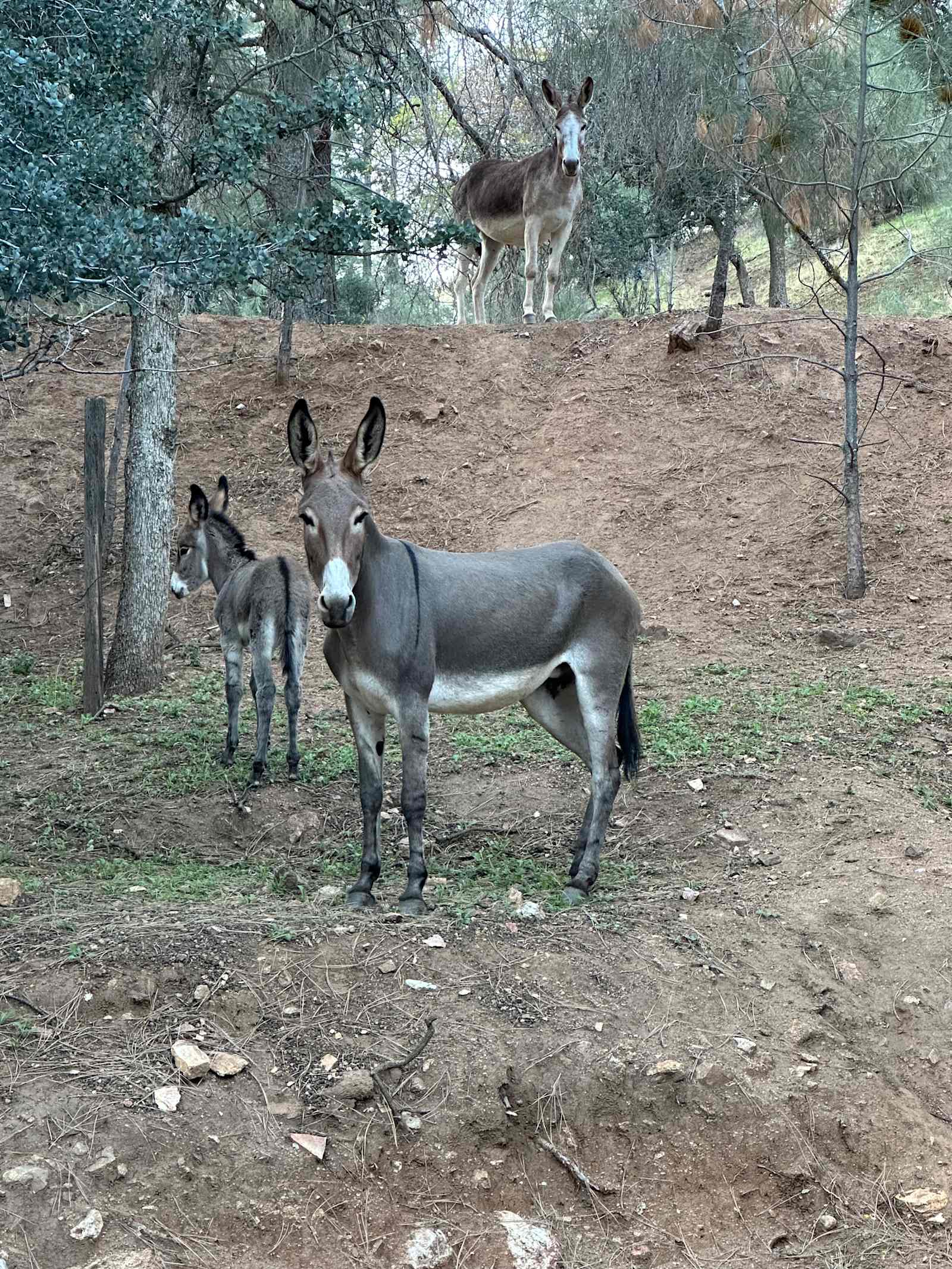 Bare All Retreat - Caliente, California - glamping.directory