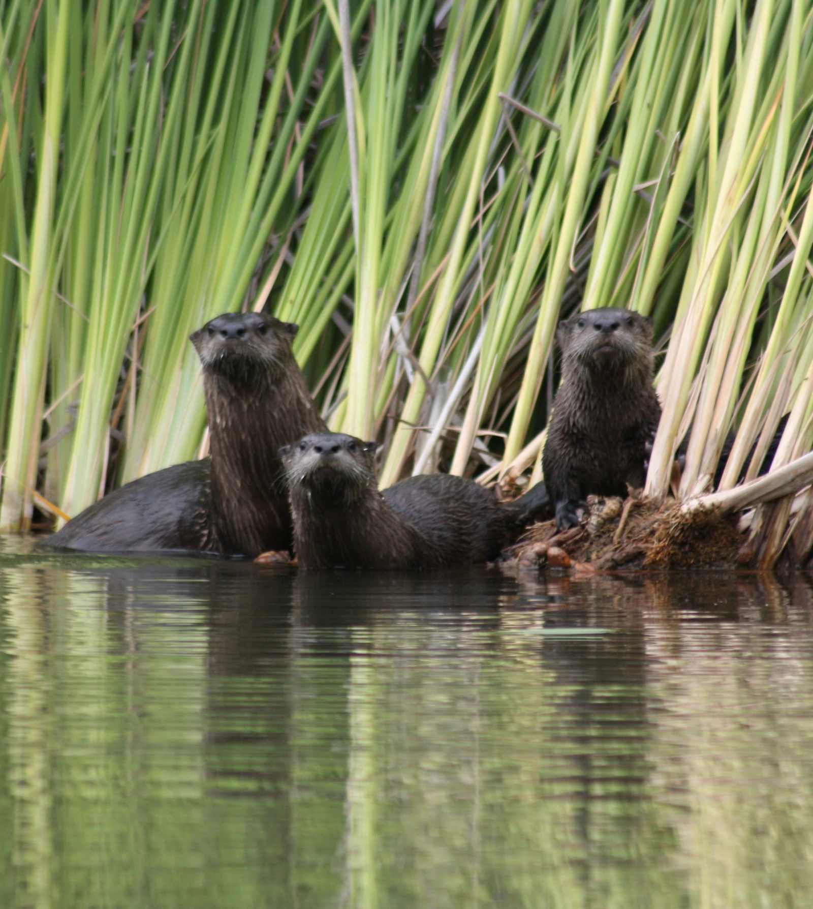 swimming sanctuary - Piercy, California - glamping.directory