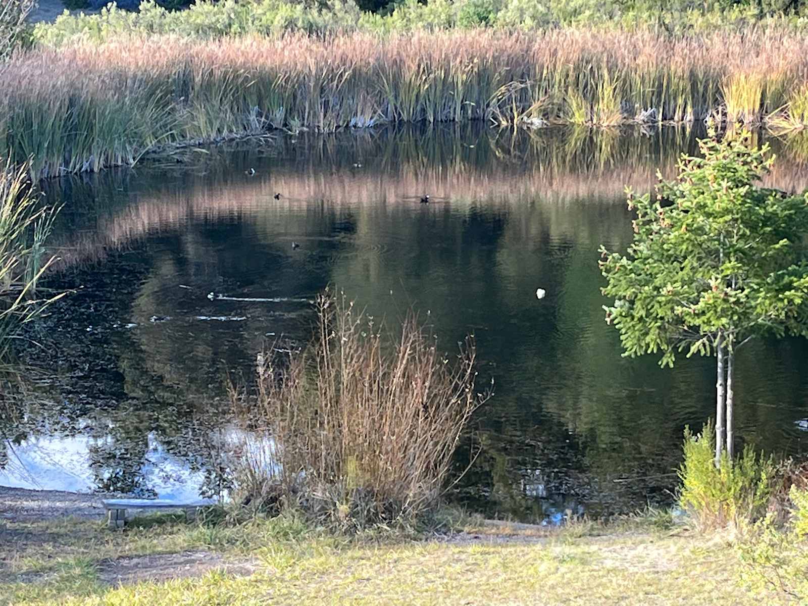 swimming sanctuary - Piercy, California - glamping.directory