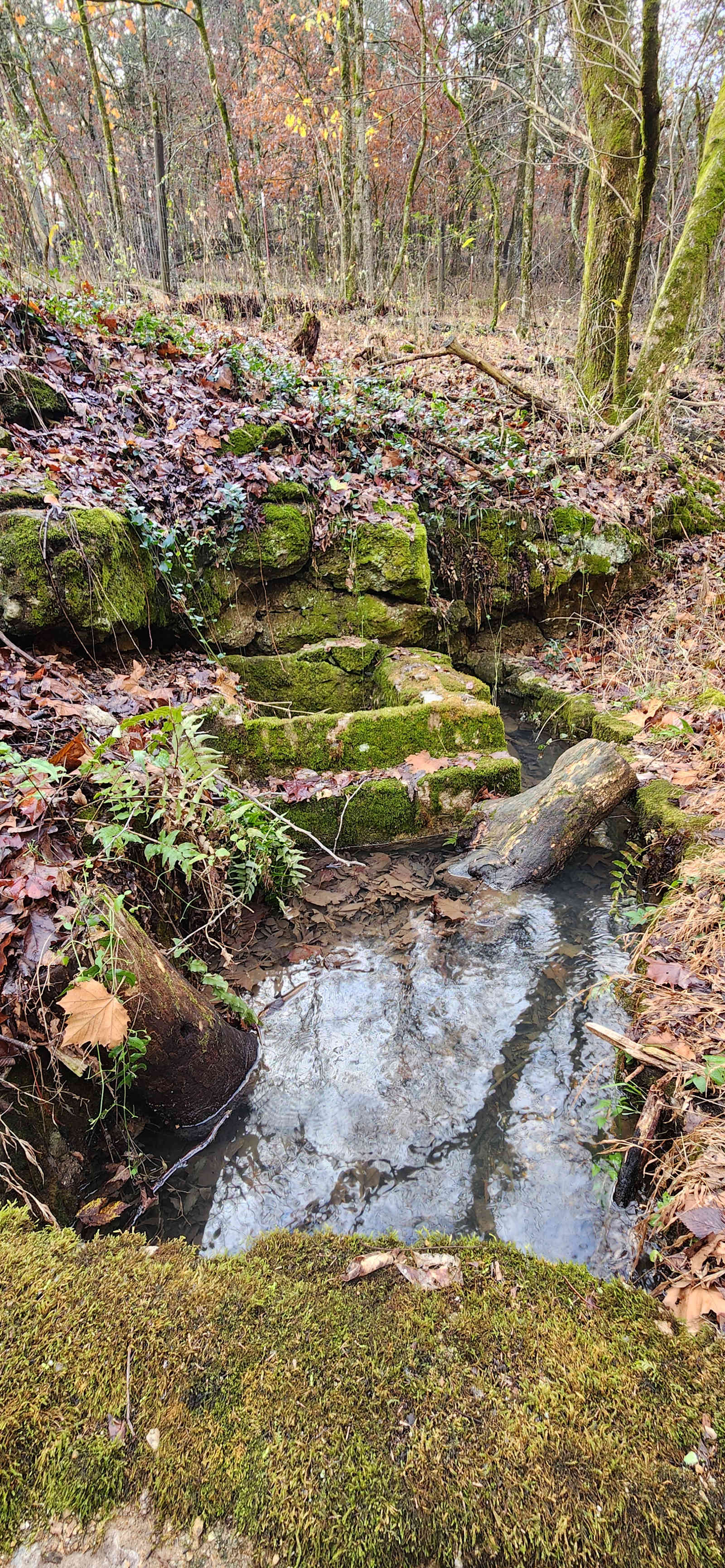 Starry Night in the Holler - Eureka Springs, Arkansas - glamping.directory