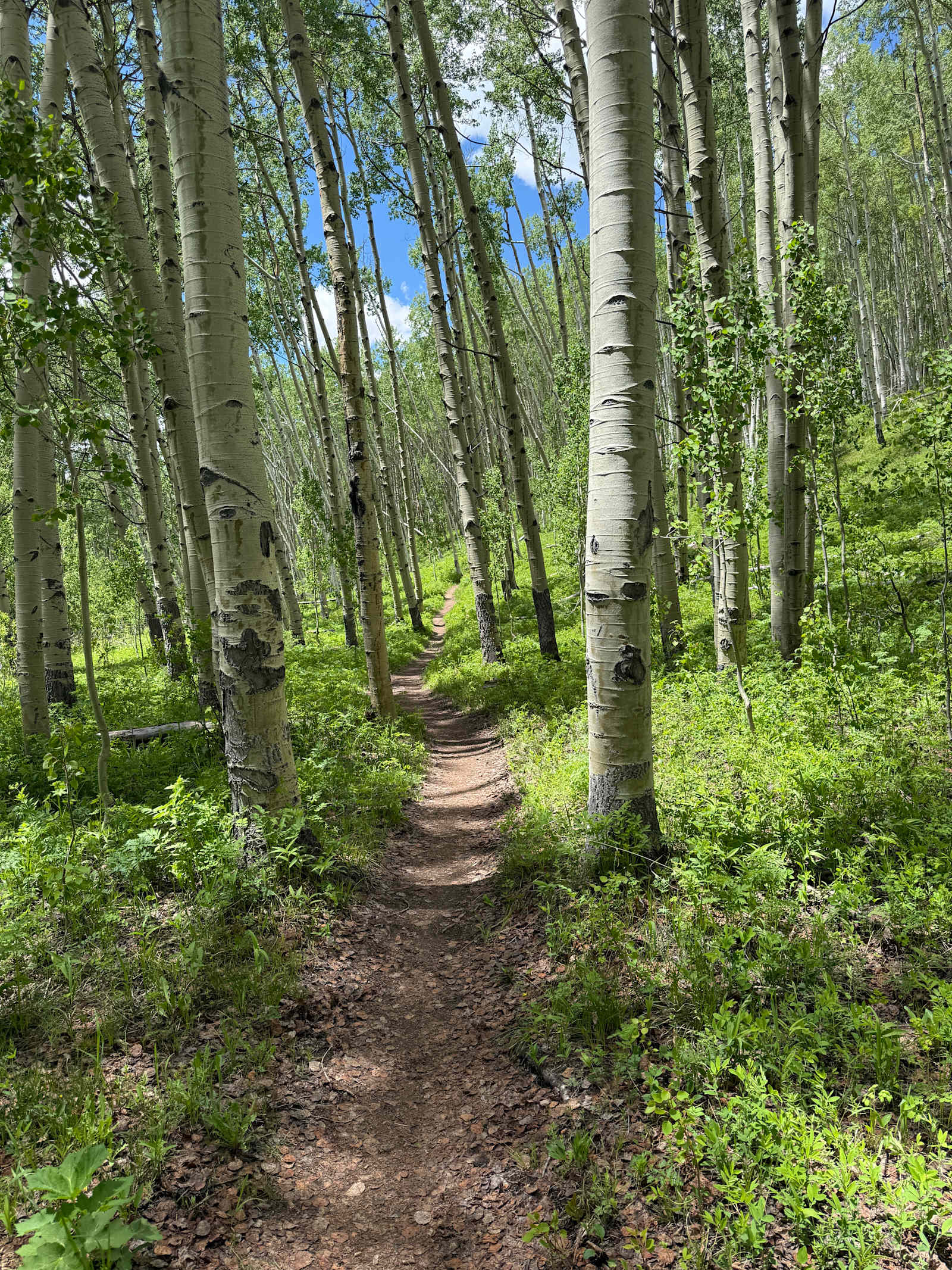 Hoskin’s Crested Butte Place - Crested Butte, Colorado - glamping.directory