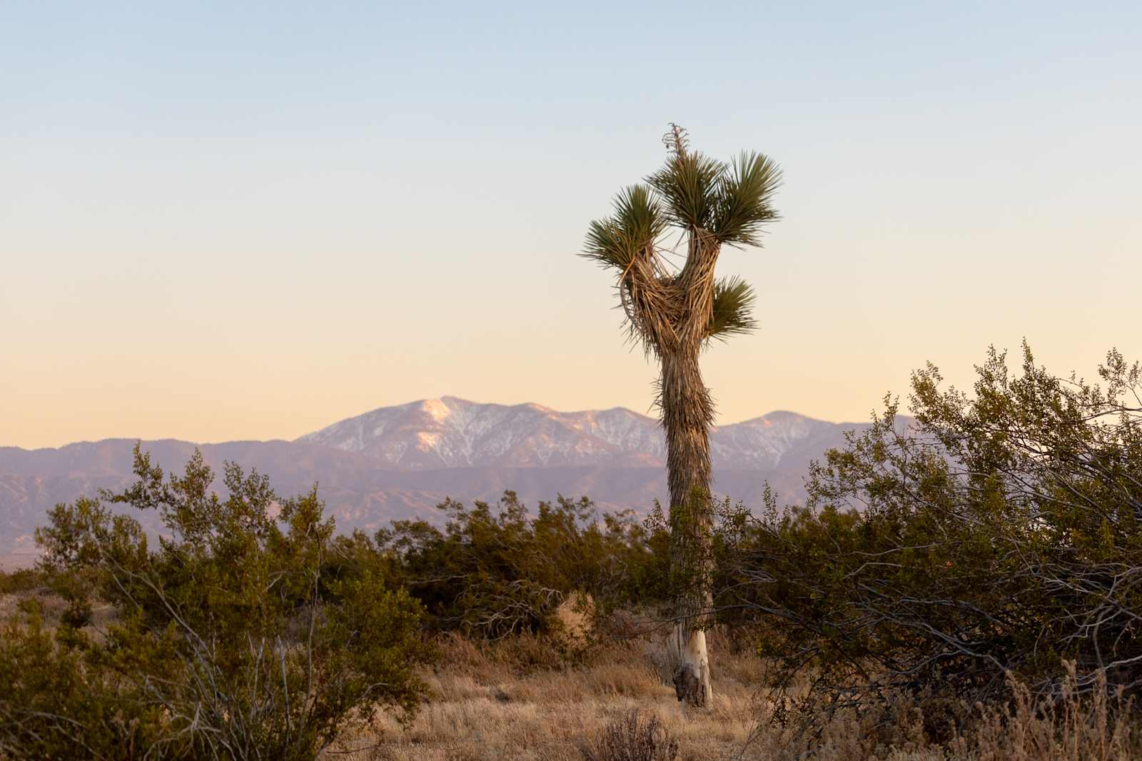 New Yurt City - Lake Los Angeles, California - glamping.directory