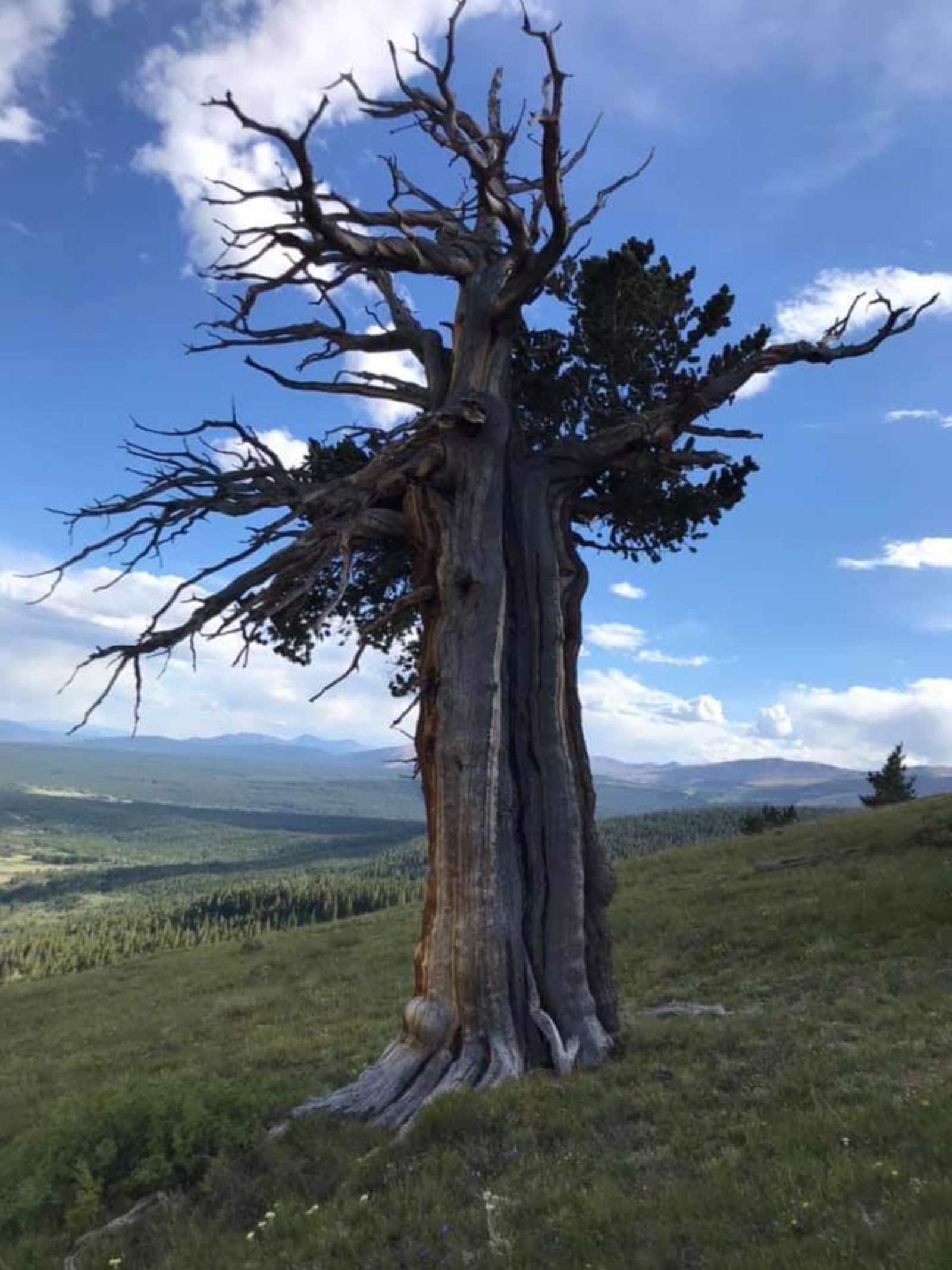 Bristlecone Camp Breckenridge - glamping.directory