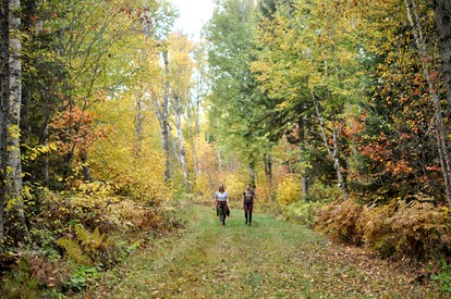 Family-Friendly Cabin Surrounded by Nature with Indoor Sauna in Grand Marais, Minnesota - Grand Marais, Minnesota - glamping.directory