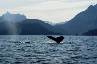 Beachfront Glamping Cabin with Mountain Views near Homer, Alaska - Seldovia, Alaska - glamping.directory