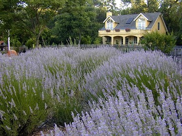 Romantic Getaway Cabin with a Pool and a Hot Tub in the Heart of Sonoma, California - Glen Ellen, California - glamping.directory