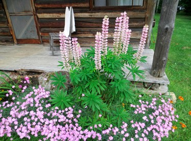 Rustic Cabin Rental by Bluffer Pond in Ashland, Maine - Ashland, Maine - glamping.directory