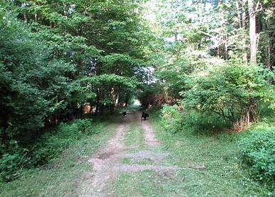 Camping Retreat Ideal for a Family Getaway on a Farm in Jeffersonville, New York - Jeffersonville, New York - glamping.directory