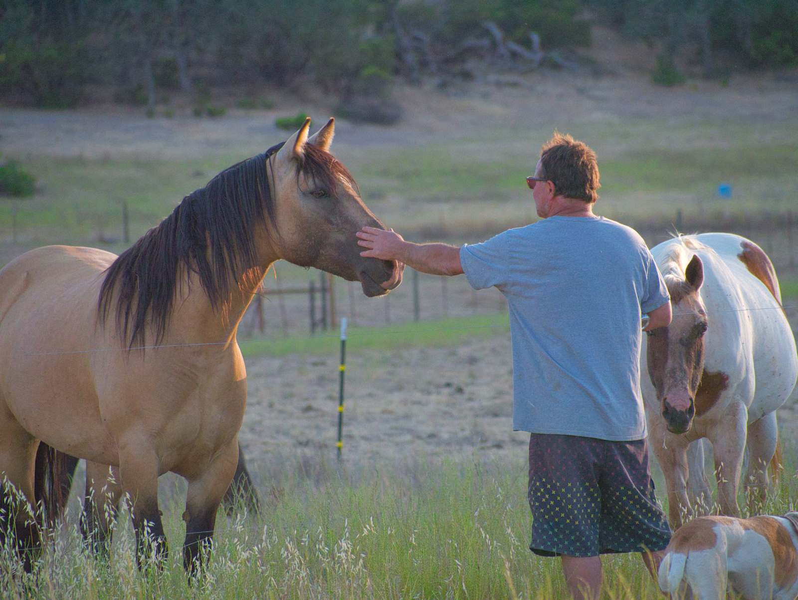 Vineyard Camping at Bad Rat Ranch - Lower Lake, California - glamping.directory