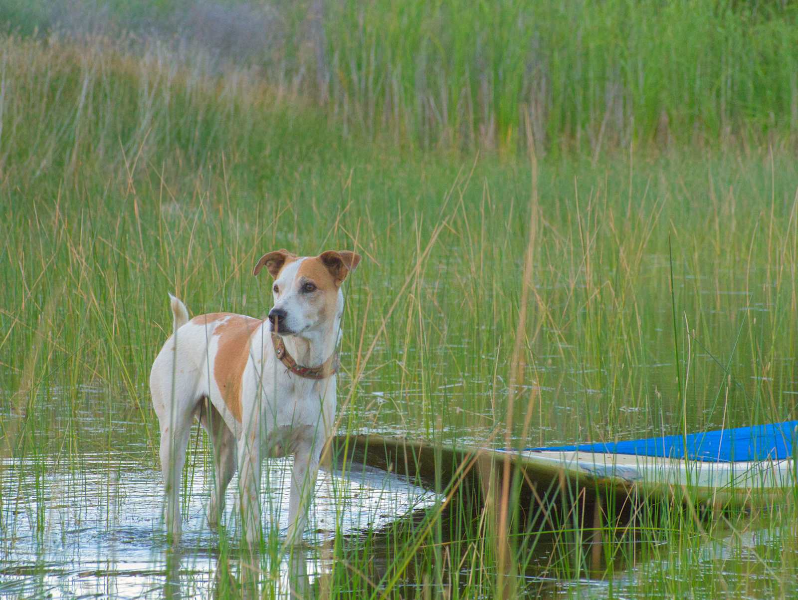 Vineyard Camping at Bad Rat Ranch - Lower Lake, California - glamping.directory