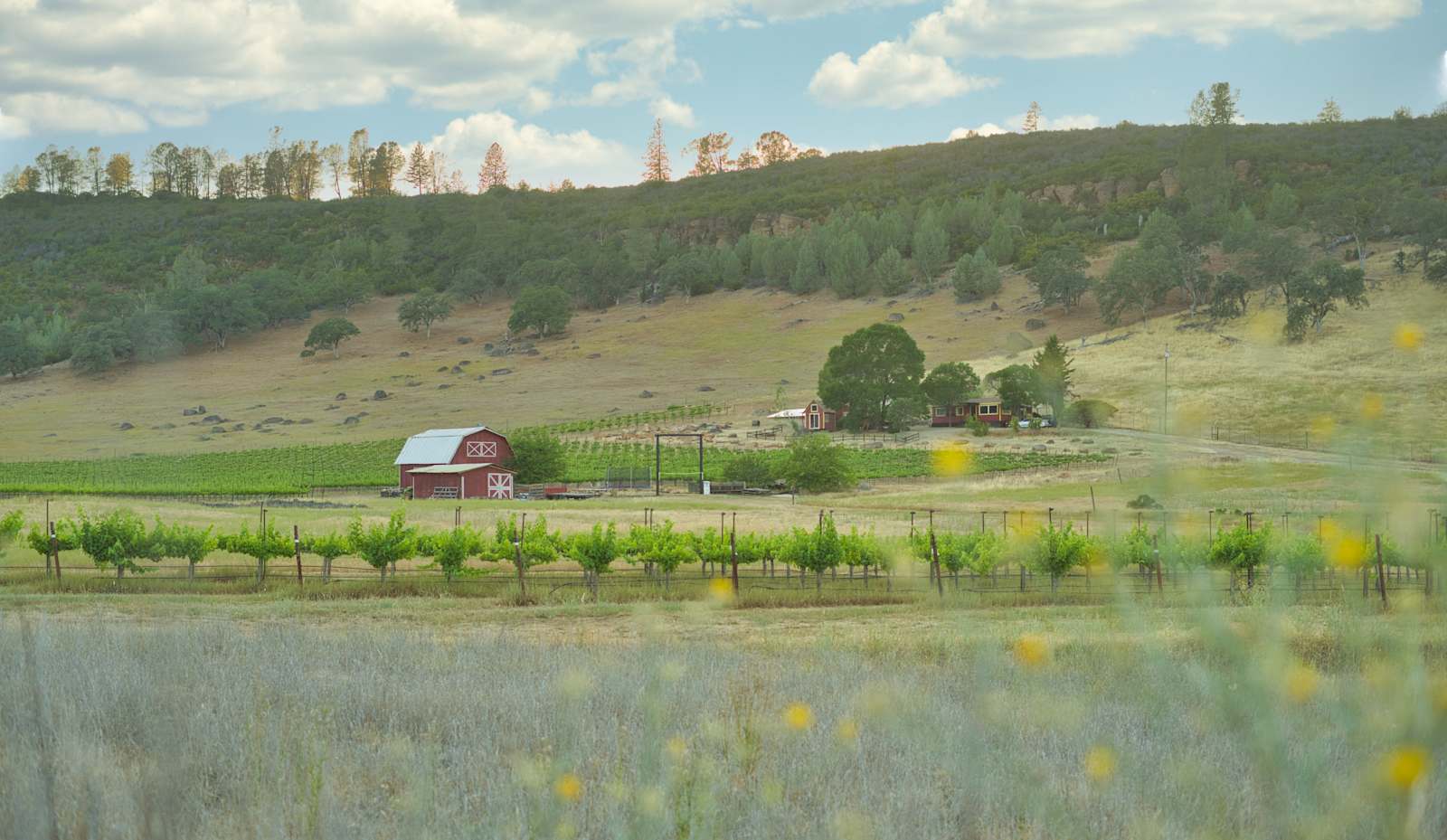 Vineyard Camping at Bad Rat Ranch - glamping.directory