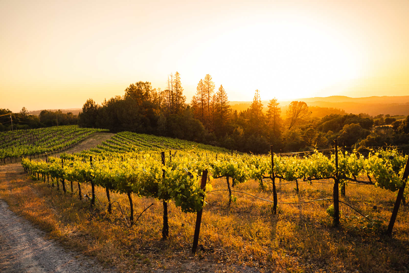 Camp 🏕 Gold Dust Vineyard - glamping.directory