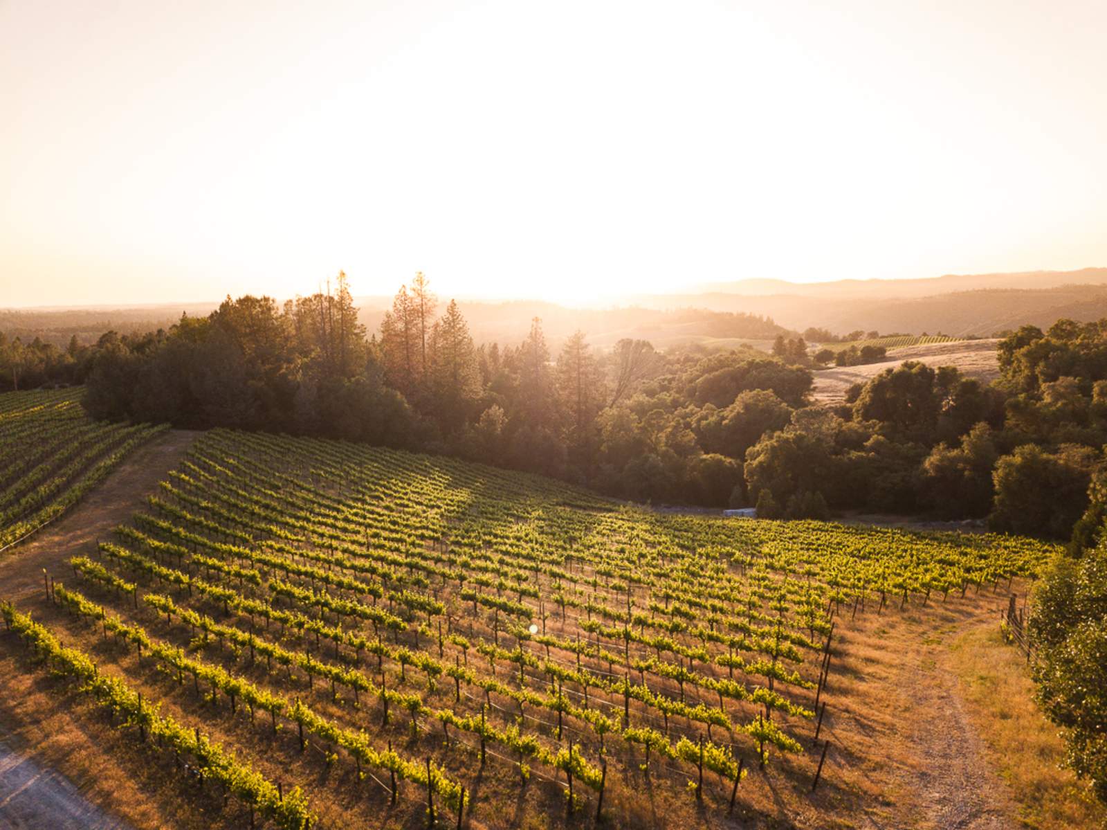 Camp ๐ Gold Dust Vineyard - Somerset, California - glamping.directory
