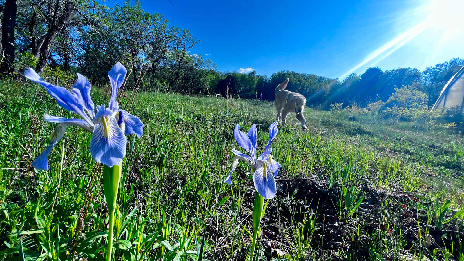 Hartwork Ranch - Placerville, Colorado - glamping.directory