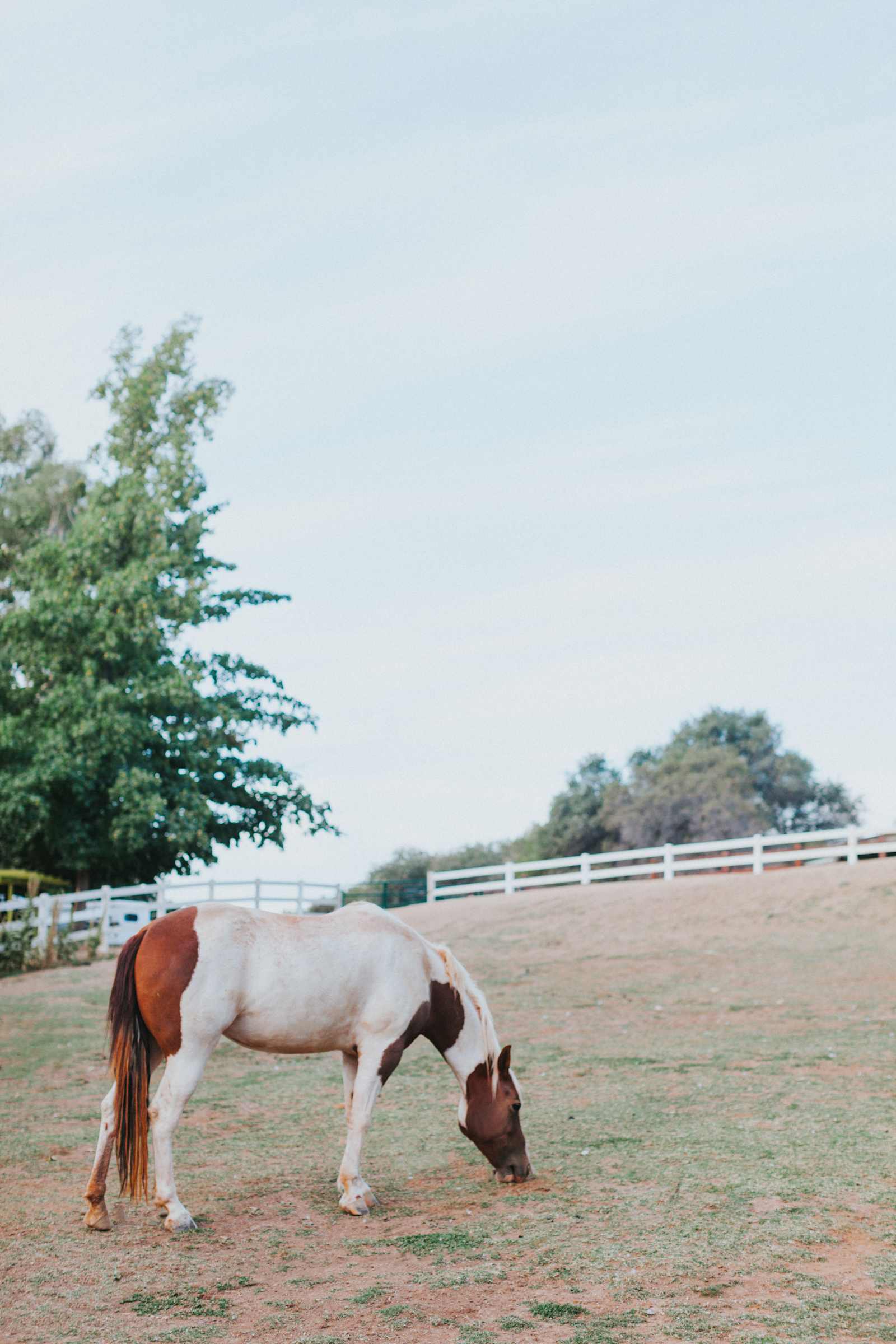 Animal Lovers Paradise - Greenwood, California - glamping.directory